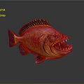 Colorful Aquatic Fish with Sharp Teeth Vibrant Red Orange Fins and Reflective Underwater Body