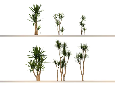 Yucca Trees In Various Sizes On Display Shelves With Green Foliage 3d model