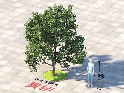Chinese Smoke Tree 1.8 Meters Tall In Landscaped Area With Square Paving Green Base 3d model