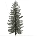 Tall Evergreen Arbor With Dense Foliage Under Blue Sky And White Clouds On Gray Ground