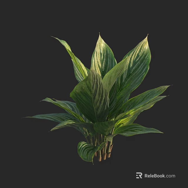 Lush Green Plant With Broad White Striped Leaves For Indoor Decoration 3d model 