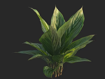 Lush Green Plant With Broad White Striped Leaves For Indoor Decoration 3d model