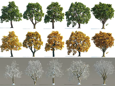 Deciduous Trees with Green Leaves Autumn Yellow Foliage and Bare Branches Across Different Seasons 3d model