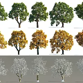 Deciduous Trees with Green Leaves Autumn Yellow Foliage and Bare Branches Across Different Seasons
