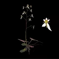 Edible Plant With White Flowers Green Leaves And Roots On Black Background