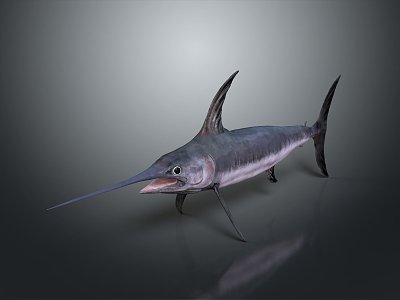 Northern bluefin tuna albacore tuna yellowfin tuna blackfin tuna model