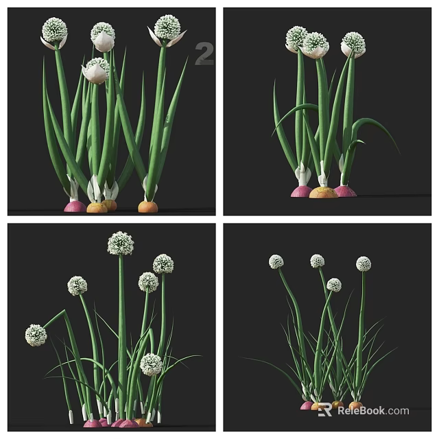 Fresh Onions With Green Leaves White Bulbs And Colorful Roots Displayed From Different Angles 3d model 