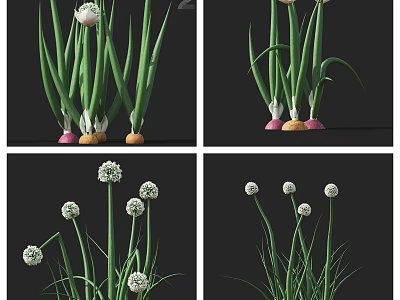 Fresh Onions With Green Leaves White Bulbs And Colorful Roots Displayed From Different Angles 3d model