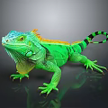 Green Iguana With Vibrant Color Orange Frills And Striped Tail On Dark Background