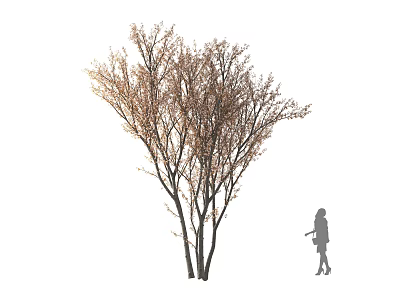 Tall Tree With Multiple Trunks Light Colored Leaves And Human Silhouette On White Background 3d model