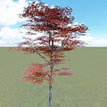 Tall Arbor With Red Leaves Standing On Green Grassland Under Blue Sky And White Clouds