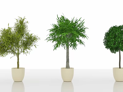 Three Bonsai Plants In White Pots With Different Shaped Foliage On White Background 3d model