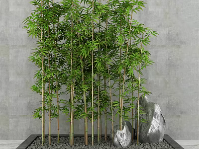 Indoor Bamboo Bonsai with Green Leaves Against Gray Wall and Stones in Black Planter 3d model