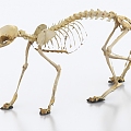 Skeleton Bone Cat Skeleton Fossil Cat Bone 3d model