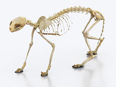 Realistic Cat Skeleton Decorative Ornament Set for Home Art 3d model