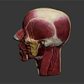 High Quality Medical Device Human Head Anatomical Model for Medical Education with Detailed Muscle Structure