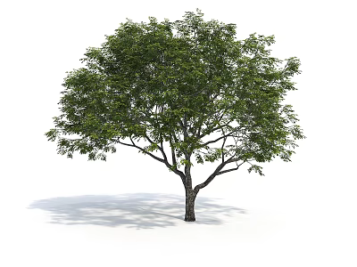Tall Green Tree With Lush Foliage Trunk And Shadow On White Background 3d model