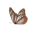 Butterfly 3d model