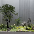 Serene Courtyard Garden With Gray Walls Tree Small Plants Rocks Moss And Pebbles