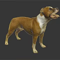 Brown and white Staffordshire Bull Terrier standing on dark background with tongue out