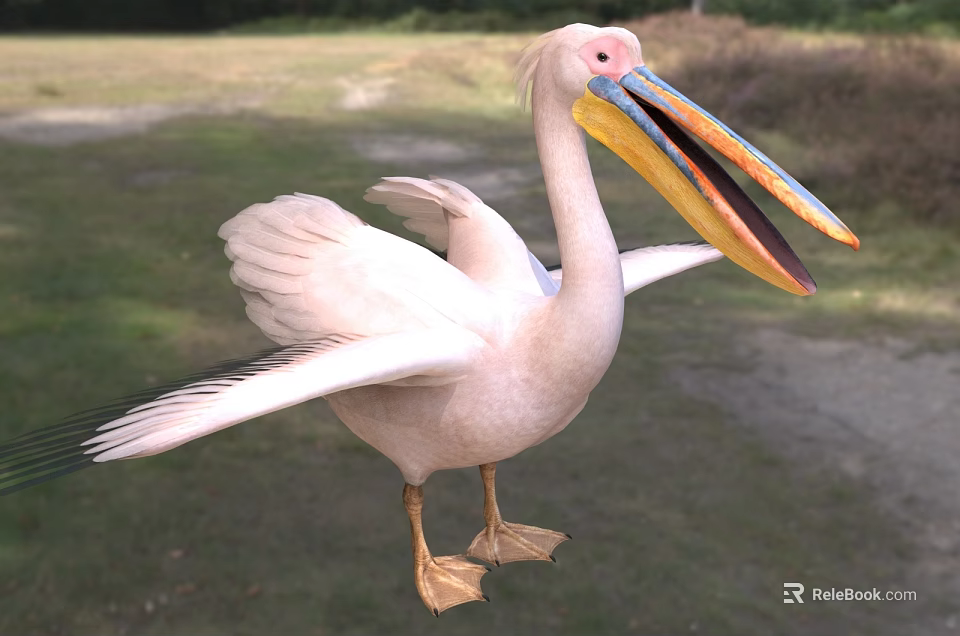 Wild White Pelican Spreading Wings With Large Colorful Beak Standing On Green Grassland 3d model 