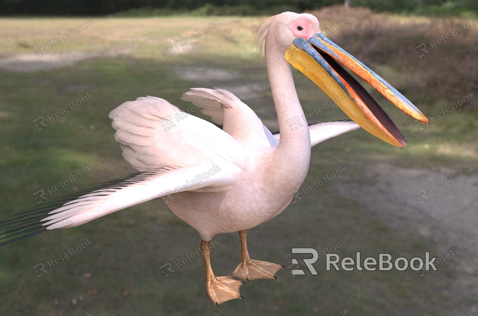 Pink White Pelican Plough Canon River Panning Gannet Pelican Animal model