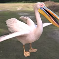 Wild White Pelican Spreading Wings With Large Colorful Beak Standing On Green Grassland
