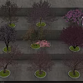 Colorful Flowering Arbor Trees In Potted Varieties With Pink Purple Yellow Blossoms