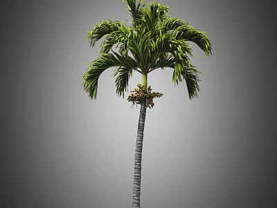 Tall Palm Tree With Lush Green Fronds And Smooth Trunk In Tropical Scene 3d model