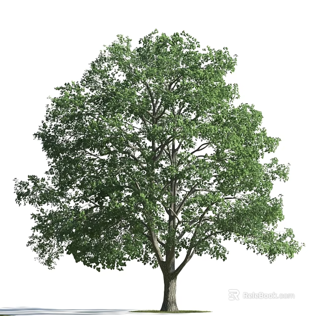Tall Lush Arbor With Dense Green Foliage And Strong Trunk In Natural Growth 3d model 