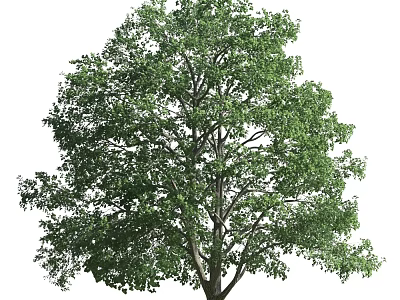 Tall Lush Arbor With Dense Green Foliage And Strong Trunk In Natural Growth 3d model