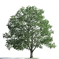 Tall Lush Arbor With Dense Green Foliage And Strong Trunk In Natural Growth