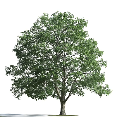 Tall Lush Arbor With Dense Green Foliage And Strong Trunk In Natural Growth 3d model