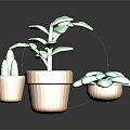 Indoor Decorative Potted Plants With Green Leaf Succulent Cactus In Terracotta Pots