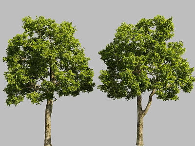 Two Lush Arbor Trees With Green Leaves And Strong Trunks Against Gray Background 3d model