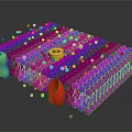 Organ And Hair Follicle Structure With Colorful Cellular Components And Biological Molecules