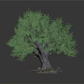 Lush Green Tree With Dense Foliage And Exposed Roots On White Background 3d model