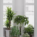 Various Potted Plants in Indoor Space with Diverse Flower Pots and Green Decorative Elements
