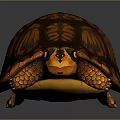 Artistic Painted Turtle With Geometric Patterns On Vibrant Orange Brown Shell