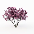Lush Blooming Arbor Trees With Vibrant Purple Flowers And Dark Trunks