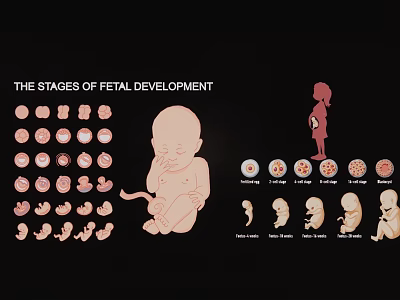 Educational Fetal Development Stages Pendant Featuring Various Growth Phases And Pregnant Silhouette 3d model