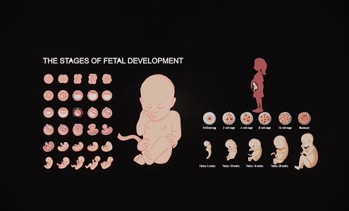 Modern 2D cartoon fetal development growth process stage October pregnancy diagram 3d model