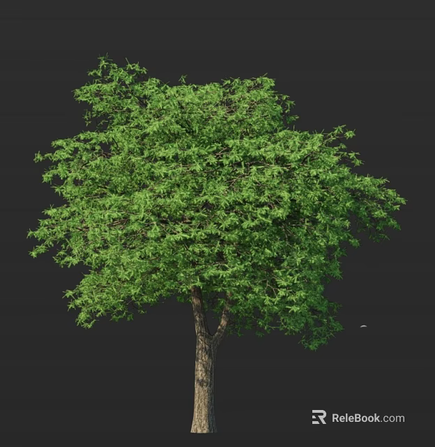 Arbor Featuring Lush Green Foliage Full Canopy and Sturdy Trunk in Nature 3d model 