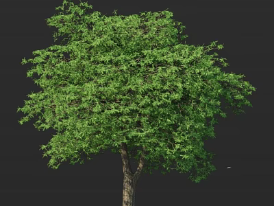 Arbor Featuring Lush Green Foliage Full Canopy and Sturdy Trunk in Nature 3d model