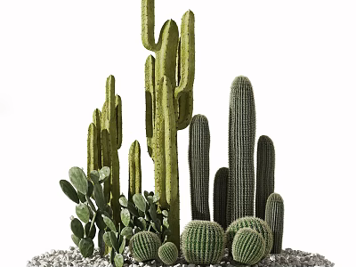 Various Types of Cactus Potted Plants with Decorative Stones and Green Foliage 3d model