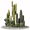 Various Types of Cactus Potted Plants with Decorative Stones and Green Foliage