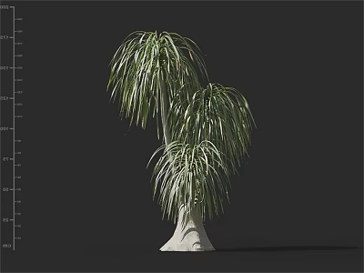 3D Model Of Arbor With Long Green Fronds And Slender Trunk Isolated On Dark Background 3d model
