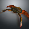 Colorful Aquatic Crab With Orange Claws Legs And Spotted Shell