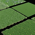 grass lawn turf small flower grass green grass 3d model