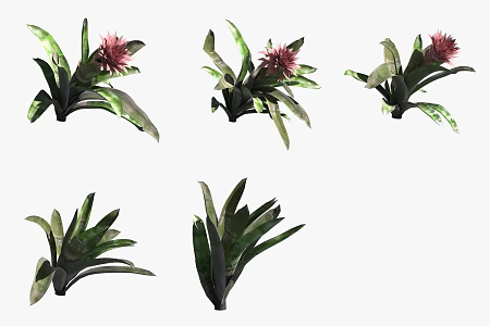 Striped pineapple flowers and plants 3d model